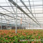 Применение монолитного поликарбоната в строительстве. Теплица из поликарбоната.