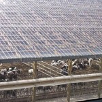 Применение профилированный поликарбоната в строительстве. Ферма из поликарбоната.